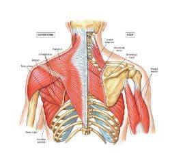 the neck and its associated musculature