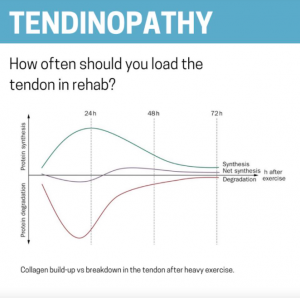 tendon loading graph