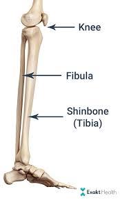 graphic showing anatomy of the shin